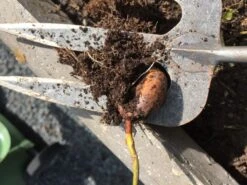 De Wit Handvorkje Groot X-treme Essen Handvat 140mm -Stanle Gardena Winkel handfork 3004 dewit