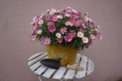 De Wit Plantschepje Klein X-treme Essen Handvat 140mm -Stanle Gardena Winkel small trowel 3011