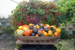 De Wit Tuinscoop Essen Handvat 140mm -Stanle Gardena Winkel trowel and fork 3011 and 3015