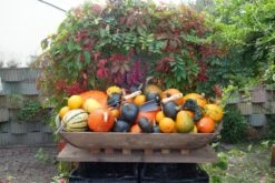 De Wit Handvorkje Klein X-treme Essen Handvat 140mm -Stanle Gardena Winkel trowel and fork 3011 and 3015 2